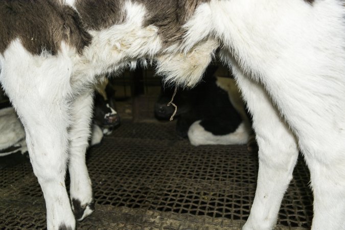 5-day old bobby calves from the dairy industry