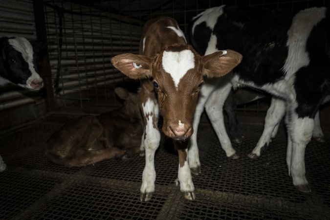 5-day old bobby calves from the dairy industry