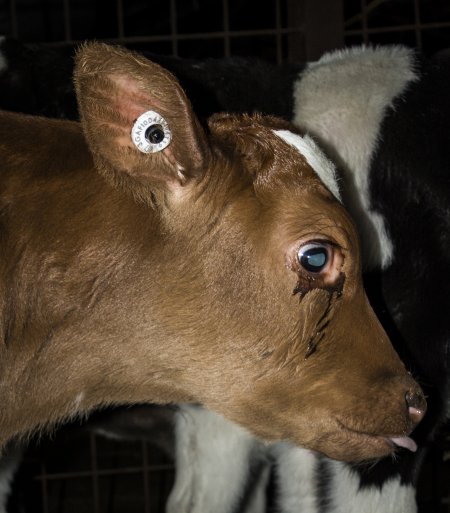 5-day old bobby calves from the dairy industry