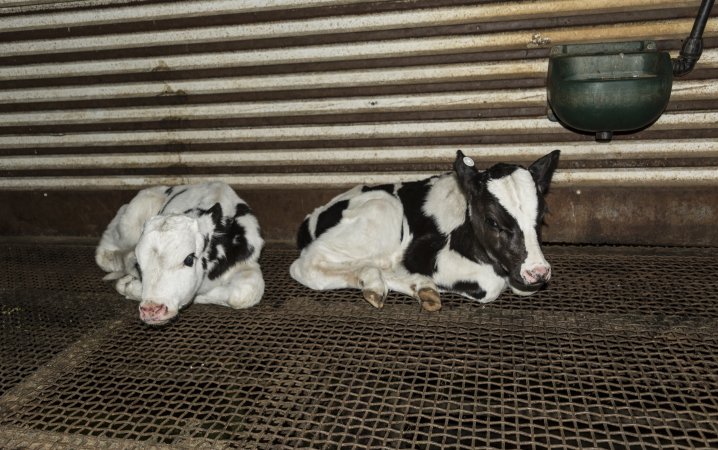 5-day old bobby calves from the dairy industry