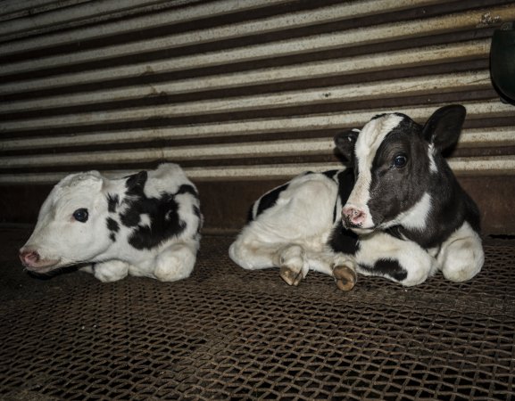 5-day old bobby calves from the dairy industry