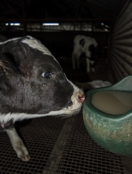 5-day old bobby calves from the dairy industry