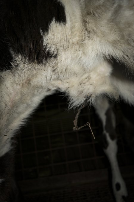 5-day old bobby calves from the dairy industry