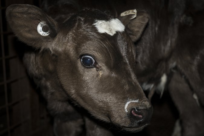 5-day old bobby calves from the dairy industry