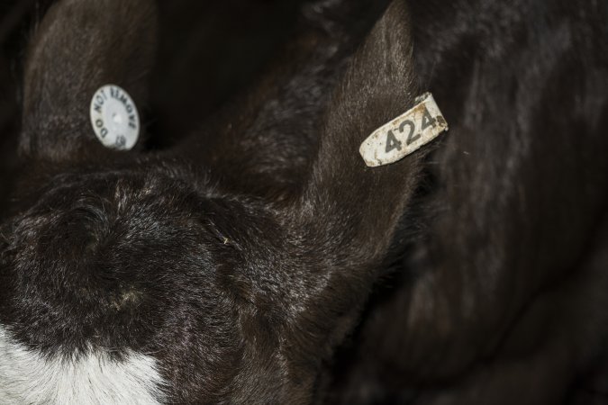 5-day old bobby calves from the dairy industry