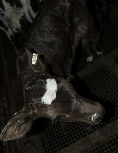 5-day old bobby calves from the dairy industry