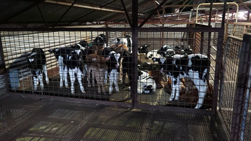 5-day old bobby calves from the dairy industry