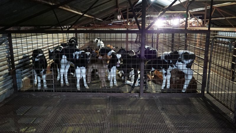 5-day old bobby calves from the dairy industry