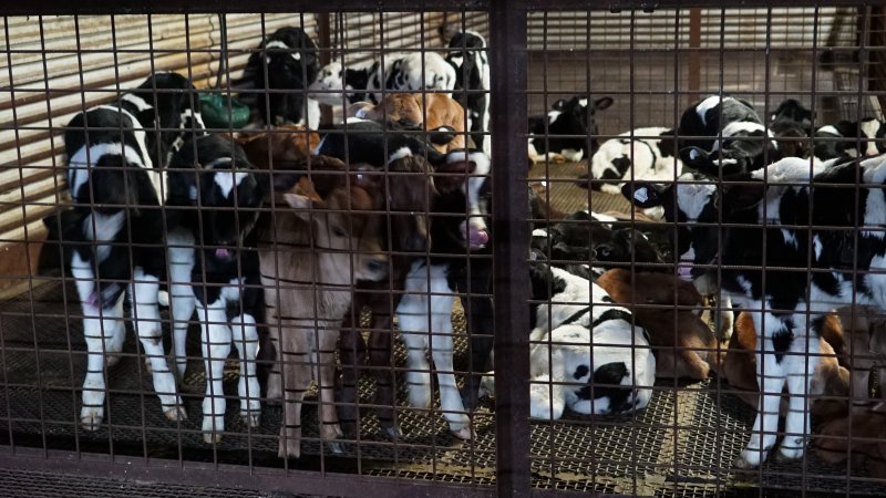 5-day old bobby calves from the dairy industry