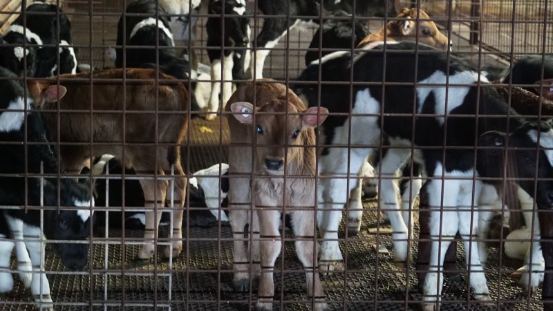 5-day old bobby calves from the dairy industry