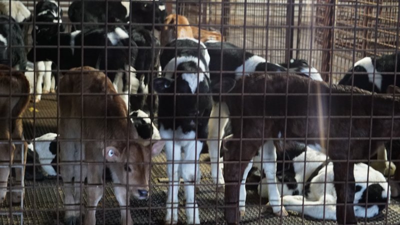 5-day old bobby calves from the dairy industry