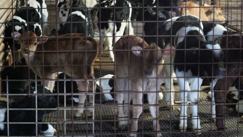 5-day old bobby calves from the dairy industry