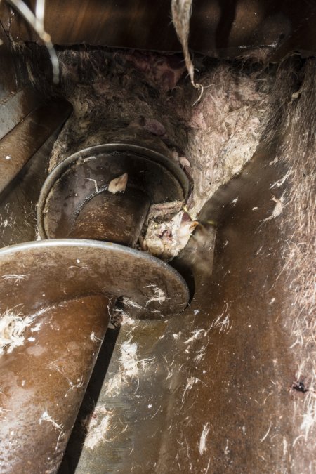 Fur, skin and body parts in pipe