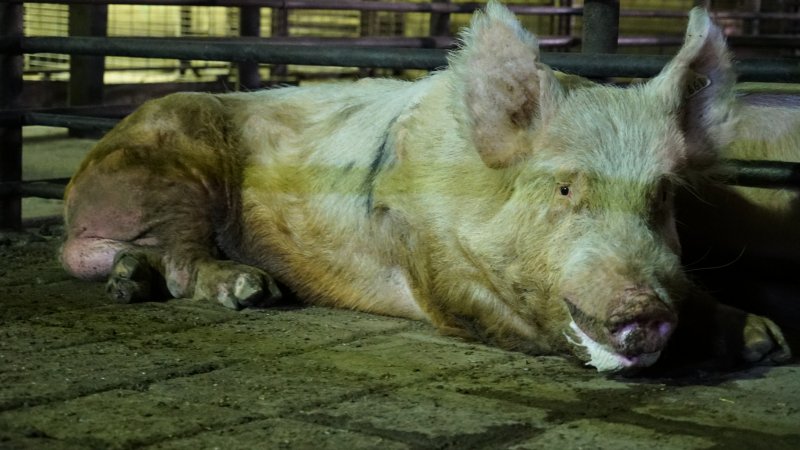 Boar in holding pen