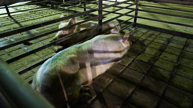 Boars in holding pen