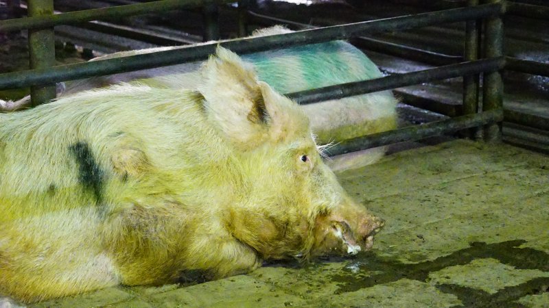 Boars in holding pen