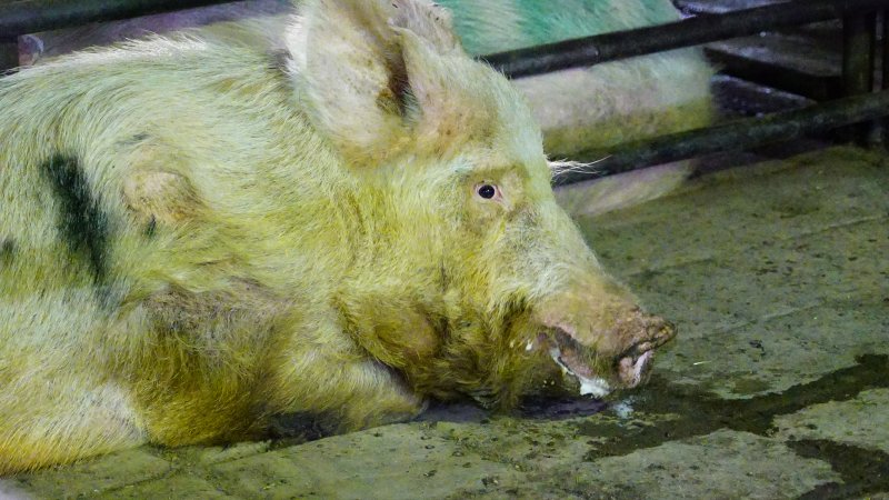 Boars in holding pen