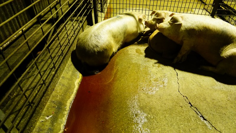 Pigs in holding pens, blood on floor