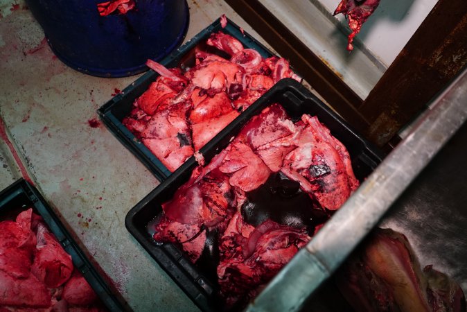 Trays of body parts and organs (offal) in slaughterhouse chiller room