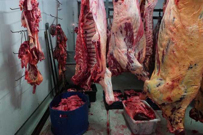 Carcasses in slaughterhouse chiller room