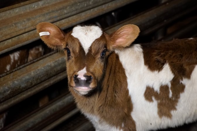 5-day old bobby calves from the dairy industry