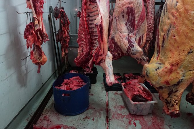 Carcasses in slaughterhouse chiller room