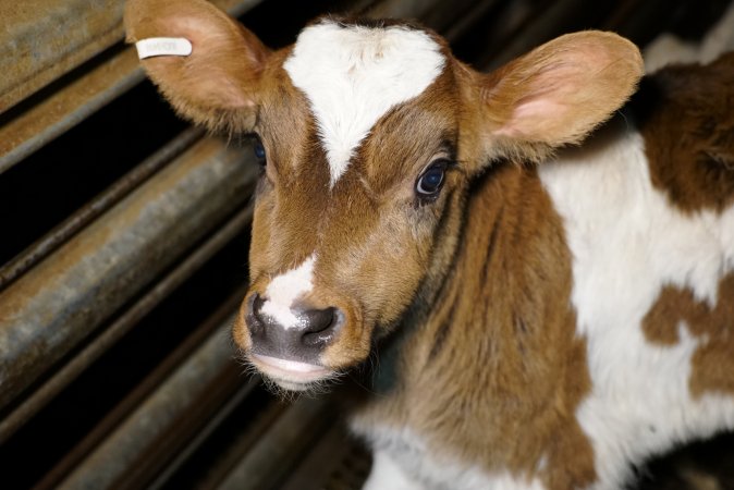 5-day old bobby calves from the dairy industry