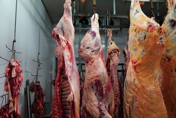 Carcasses in slaughterhouse chiller room