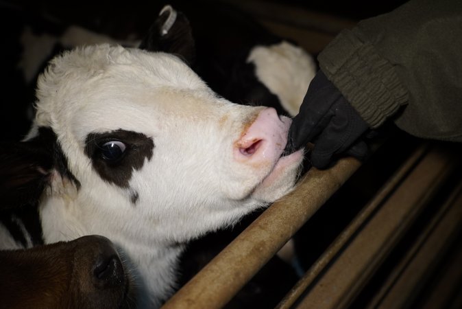 5-day old bobby calves from the dairy industry