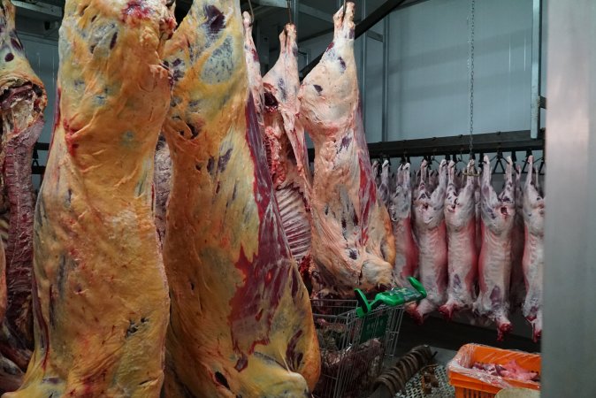 Carcasses in slaughterhouse chiller room