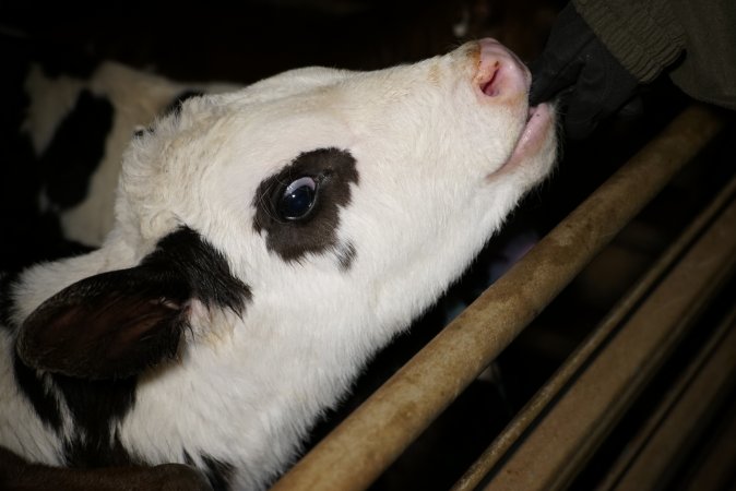 5-day old bobby calves from the dairy industry