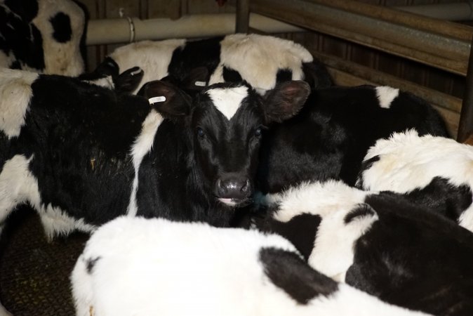 5-day old bobby calves from the dairy industry