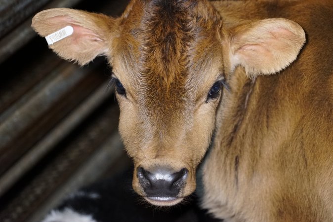 5-day old bobby calves from the dairy industry