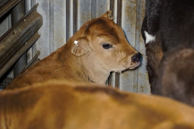 5-day old bobby calves from the dairy industry