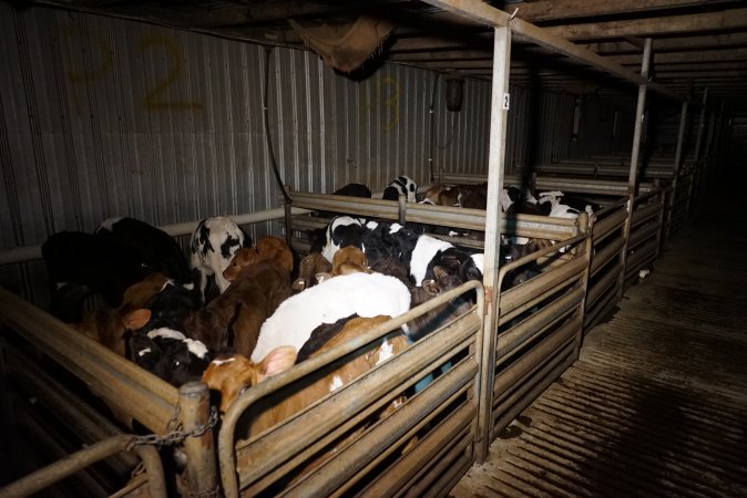 5-day old bobby calves from the dairy industry