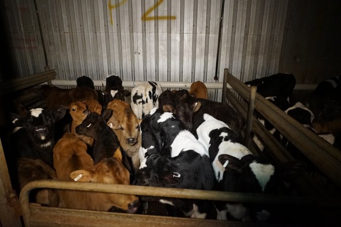 5-day old bobby calves from the dairy industry