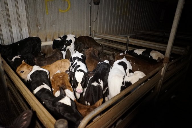 5-day old bobby calves from the dairy industry