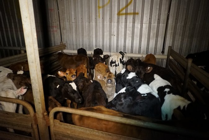 5-day old bobby calves from the dairy industry