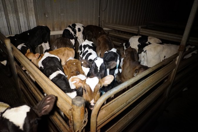 5-day old bobby calves from the dairy industry