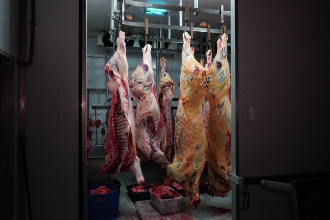 Carcasses in slaughterhouse chiller room