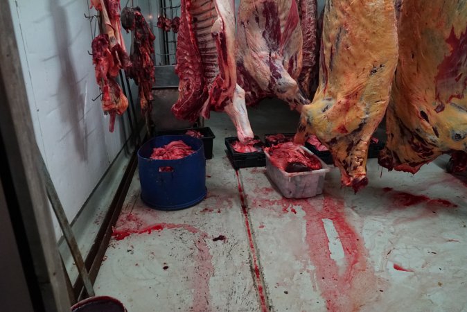 Carcasses in slaughterhouse chiller room