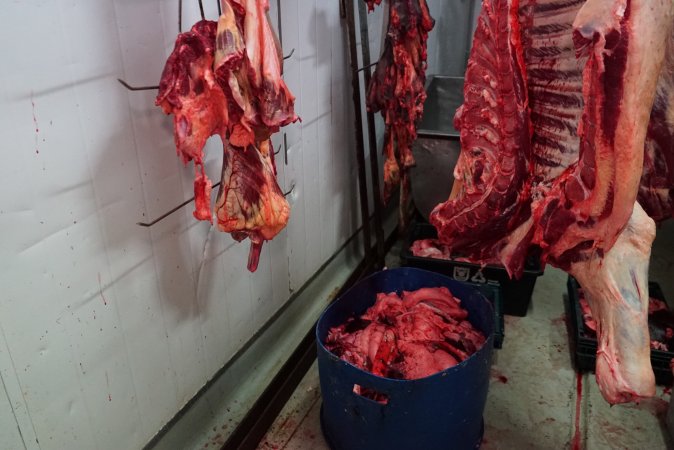 Carcasses in slaughterhouse chiller room