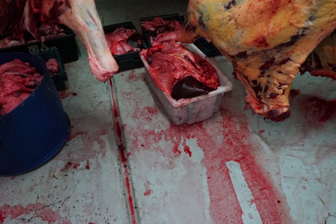 Carcasses in slaughterhouse chiller room