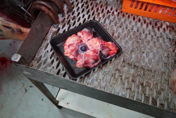 Tray of eyeballs in slaughterhouse chiller room