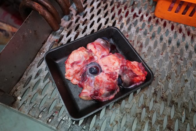 Tray of eyeballs in slaughterhouse chiller room