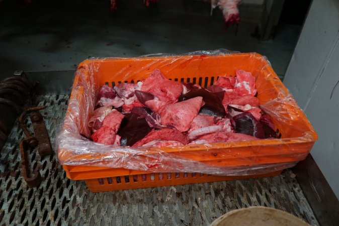 Tray of offal in slaughterhouse chiller room