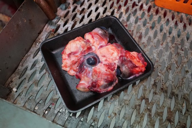 Tray of eyeballs in slaughterhouse chiller room