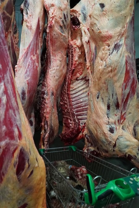 Carcasses in slaughterhouse chiller room