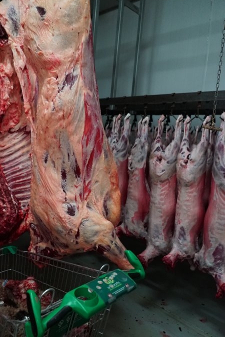 Carcasses in slaughterhouse chiller room