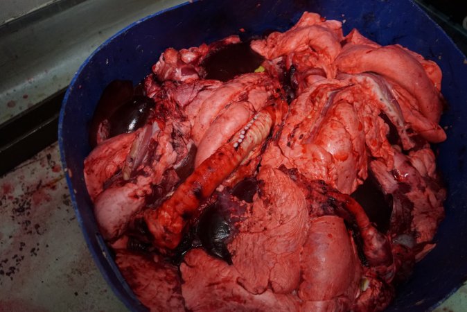 Bucket of offal, jaw, body parts in slaughterhouse chiller room